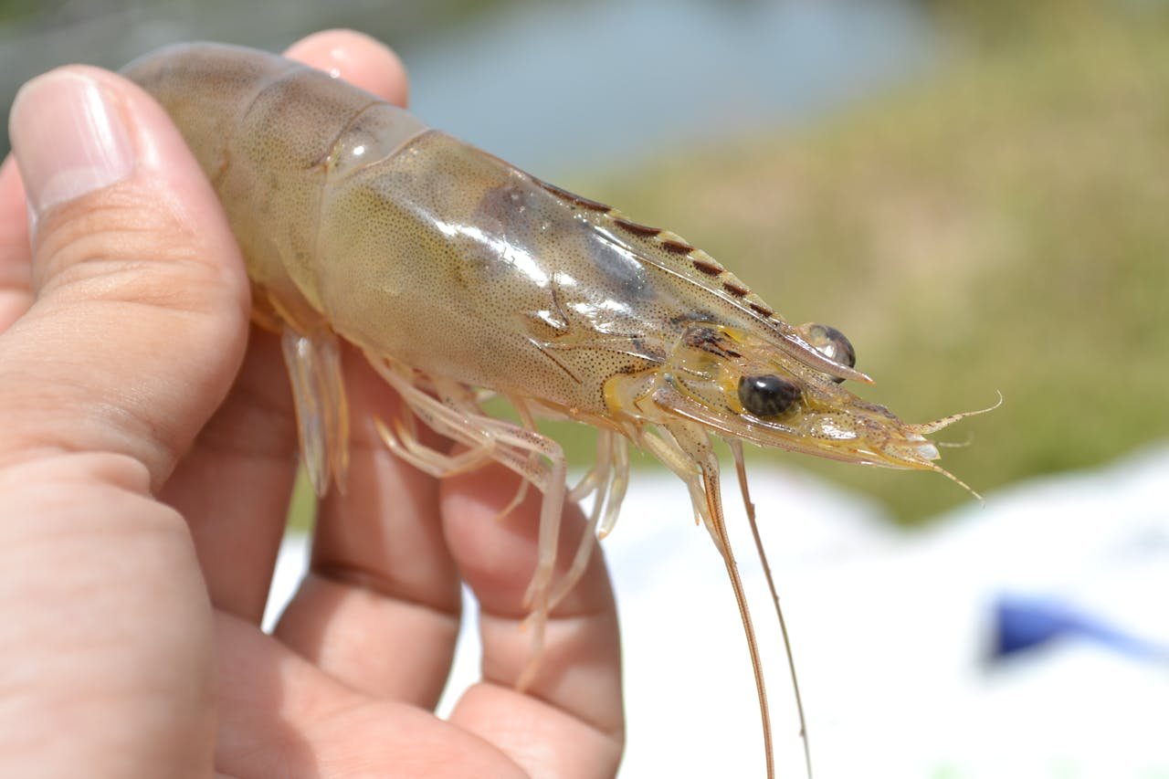 gallery-1 Detailed shot of a live shrimp being held in hand outdoors, showcasing texture and color.