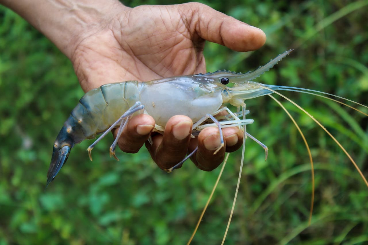 gallery-3 A human hand carefully holding a large shrimp in a natural outdoor setting.